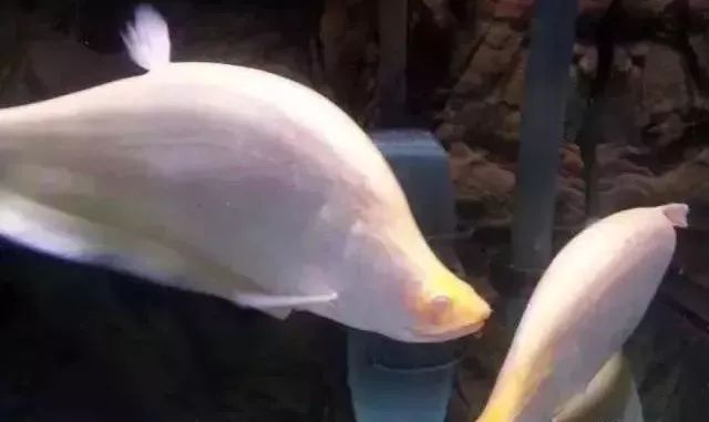 鱼种法拉利,观赏鱼有多美