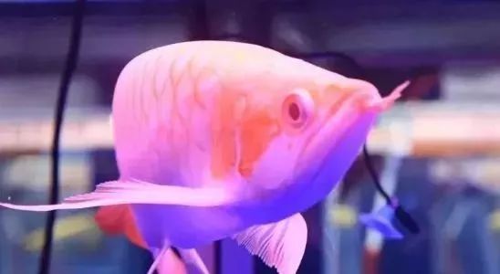 鱼种法拉利,观赏鱼有多美