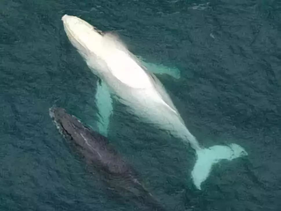 鱼种法拉利,观赏鱼有多美