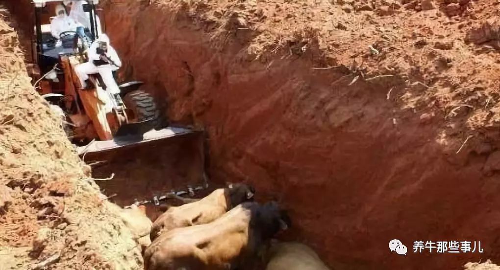 得了口蹄疫的牛痊愈要多长时间,牛口蹄疫最快几天能发病