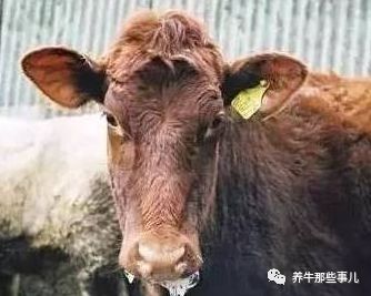 得了口蹄疫的牛痊愈要多长时间,牛口蹄疫最快几天能发病