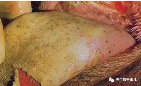 得了口蹄疫的牛痊愈要多长时间,牛口蹄疫最快几天能发病