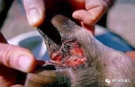 得了口蹄疫的牛痊愈要多长时间,牛口蹄疫最快几天能发病