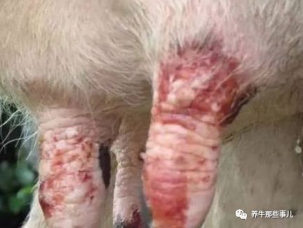 得了口蹄疫的牛痊愈要多长时间,牛口蹄疫最快几天能发病