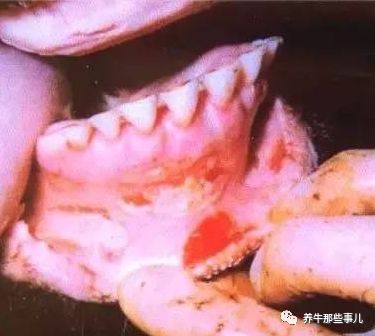 得了口蹄疫的牛痊愈要多长时间,牛口蹄疫最快几天能发病