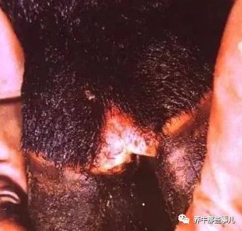 得了口蹄疫的牛痊愈要多长时间,牛口蹄疫最快几天能发病