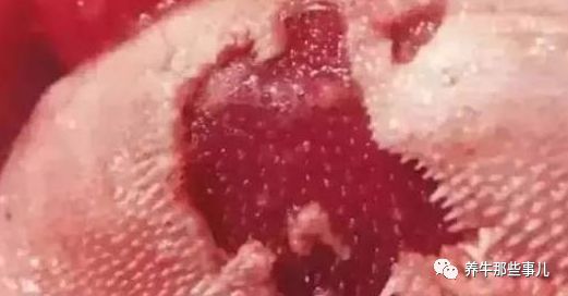 得了口蹄疫的牛痊愈要多长时间,牛口蹄疫最快几天能发病