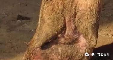 得了口蹄疫的牛痊愈要多长时间,牛口蹄疫最快几天能发病