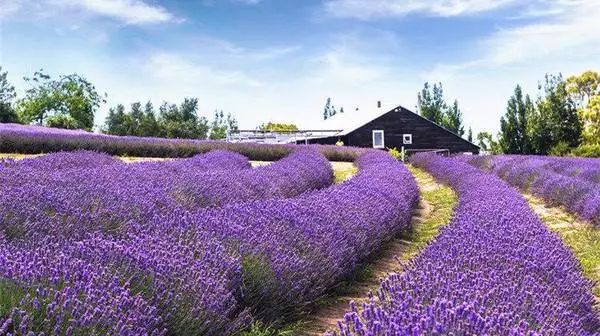 喷一喷睡眠好的用法,喷一喷快速入眠