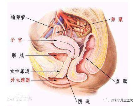小朋友得了阴道炎的症状,小朋友阴道炎的种类及症状
