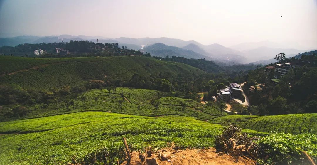 一分钱品新茶,大吉岭红茶深度解析