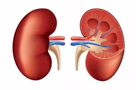 一天8杯水的杯子多大,一天喝8杯水需要多大杯子