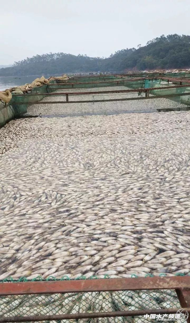 网箱鱼接连死亡,网箱鱼死亡人数