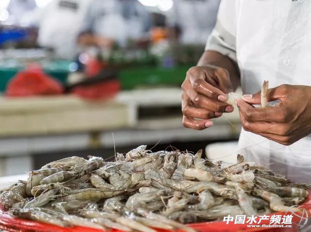 进口虾最新消息,中国进口白虾市场潜力