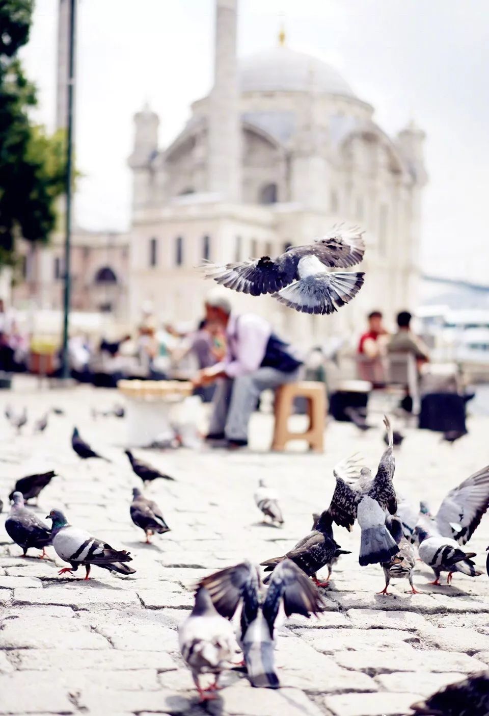 圣诞节出没的绿毛怪,圣诞节绿毛怪格林奇真人版