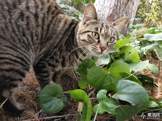 vivoNEX双屏版评测：这是vivo对智能手机的另一种解答