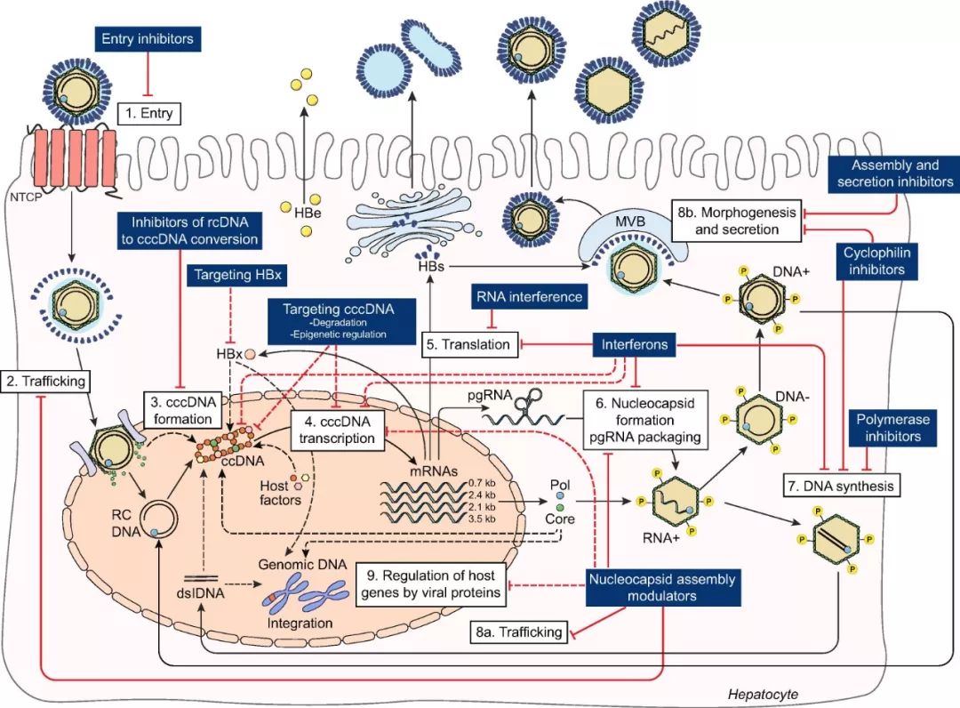 新型肝炎最新研究进展,乙型肝炎药物最新研究成果