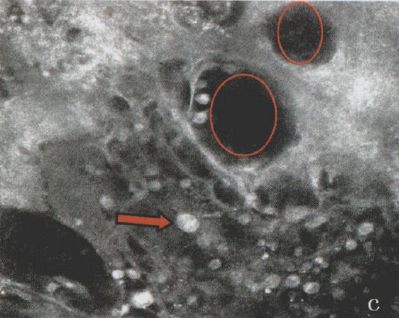 杏林医院皮肤科,杏林皮肤科医院