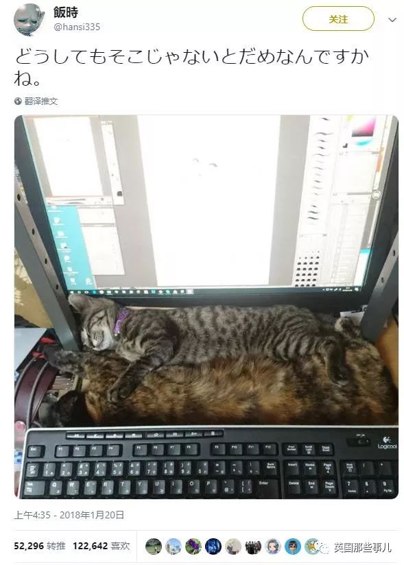2018年在日推上“青史留名”的喵星人，引起舒适！