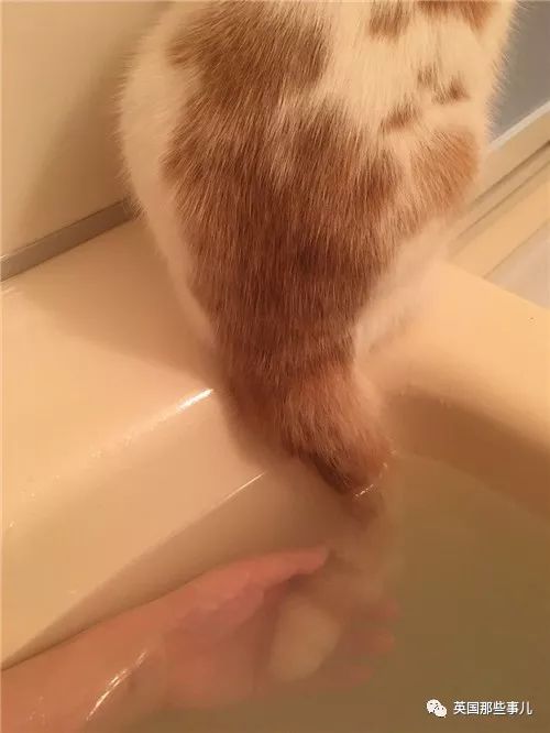 2018年在日推上“青史留名”的喵星人，引起舒适！