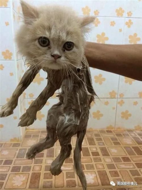 2018年在日推上“青史留名”的喵星人，引起舒适！