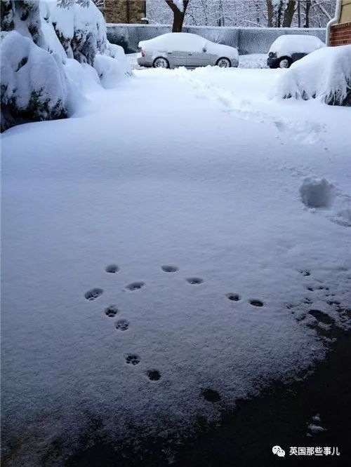2018年在日推上“青史留名”的喵星人，引起舒适！