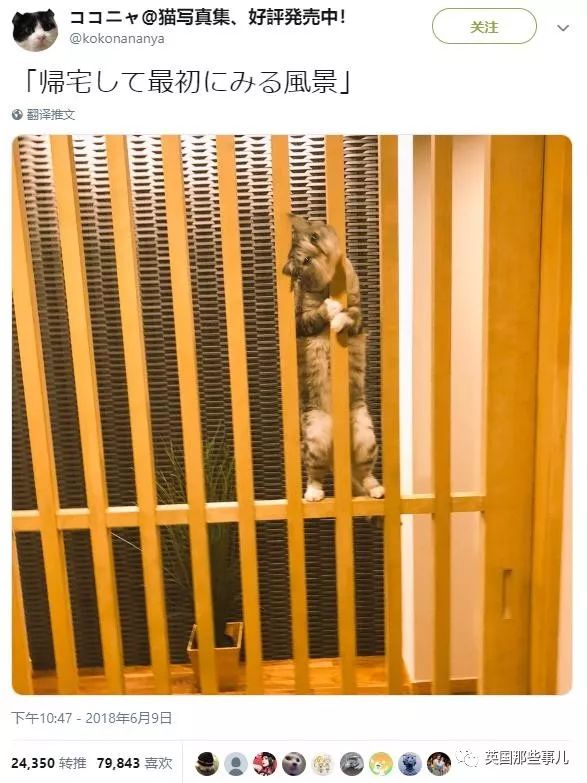 2018年在日推上“青史留名”的喵星人，引起舒适！