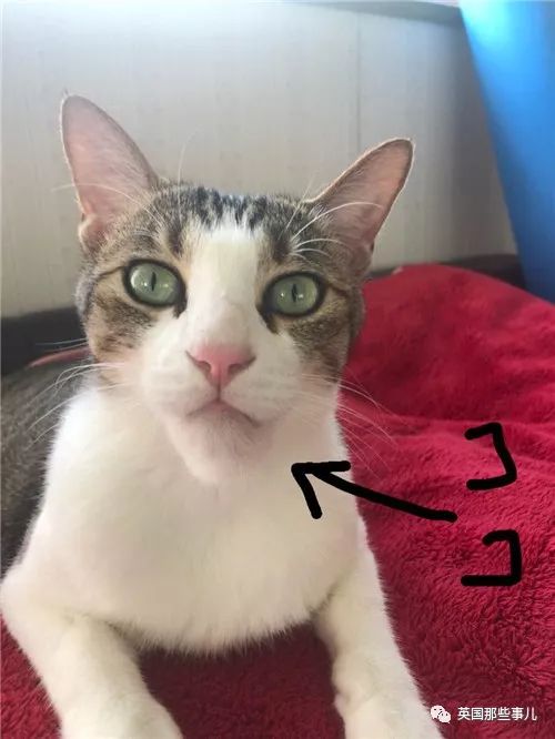 2018年在日推上“青史留名”的喵星人，引起舒适！