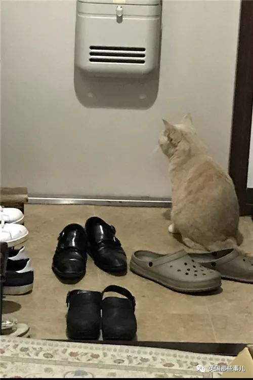 2018年在日推上“青史留名”的喵星人，引起舒适！