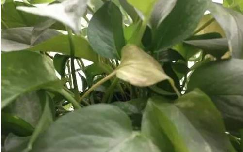 让绿植叶子不发黄的方法,让绿萝叶子肥美