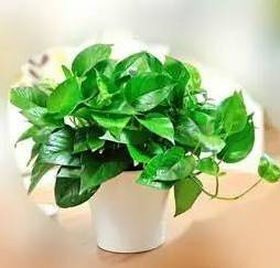 让绿植叶子不发黄的方法,让绿萝叶子肥美