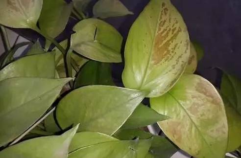 让绿植叶子不发黄的方法,让绿萝叶子肥美