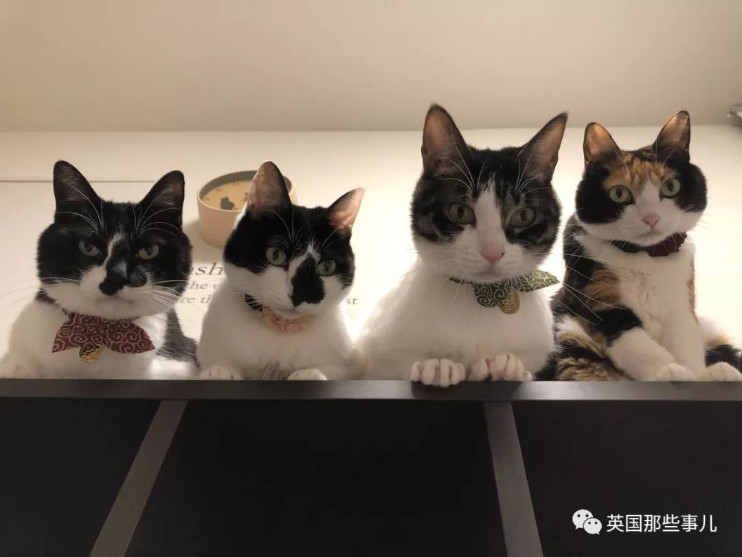 2018年在日推上“青史留名”的喵星人，引起舒适！