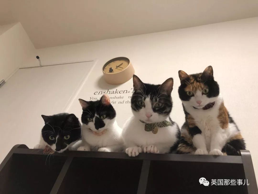 2018年在日推上“青史留名”的喵星人，引起舒适！