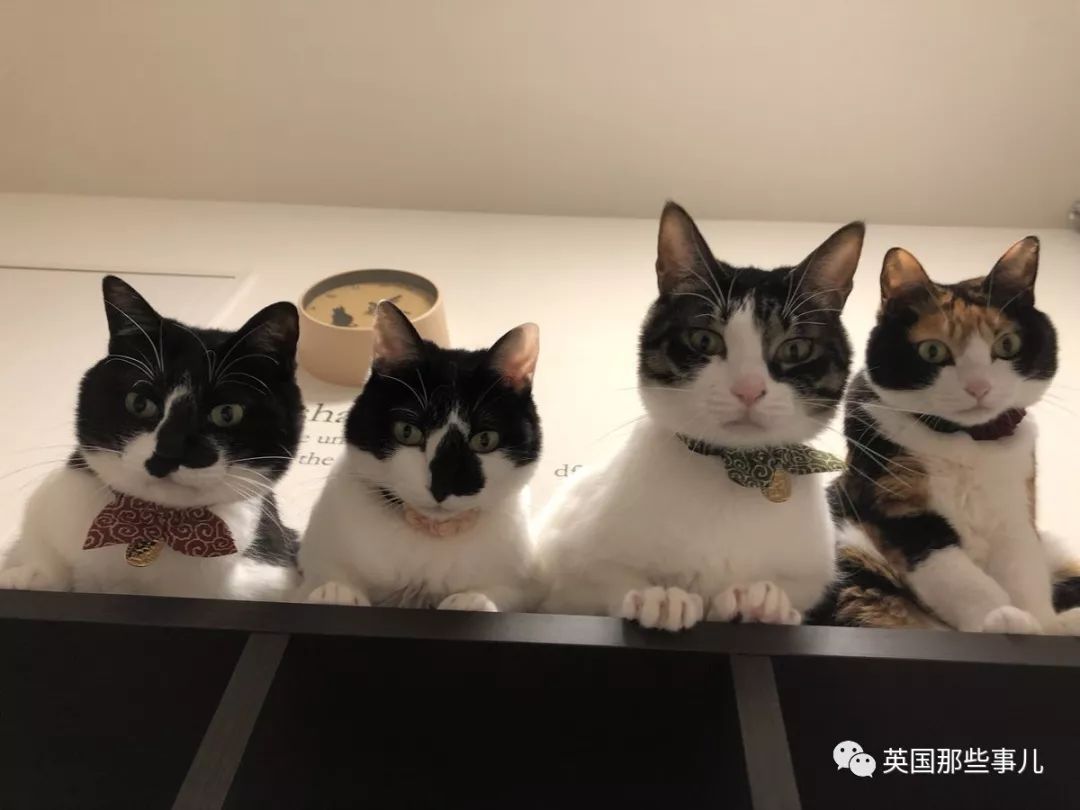 2018年在日推上“青史留名”的喵星人，引起舒适！