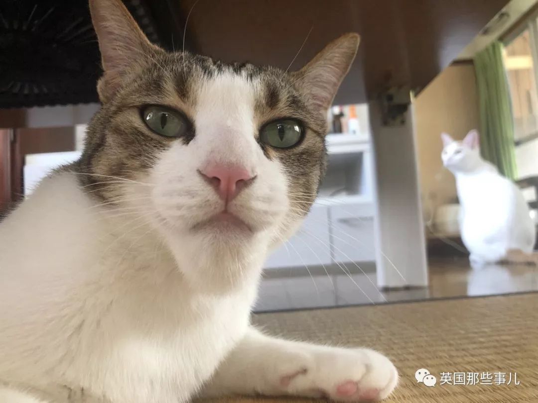 2018年在日推上“青史留名”的喵星人，引起舒适！