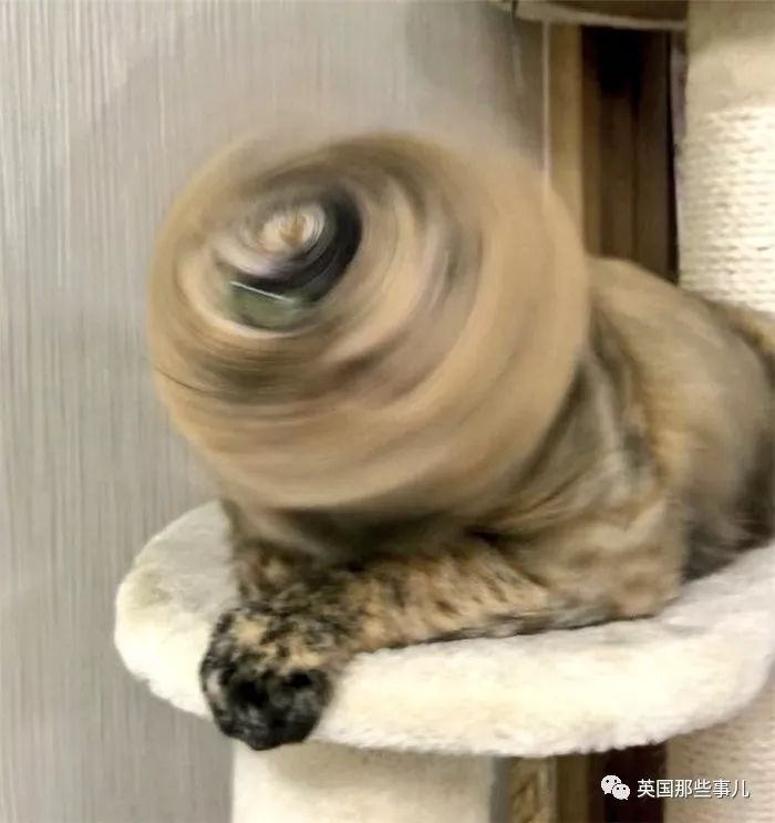 2018年在日推上“青史留名”的喵星人，引起舒适！