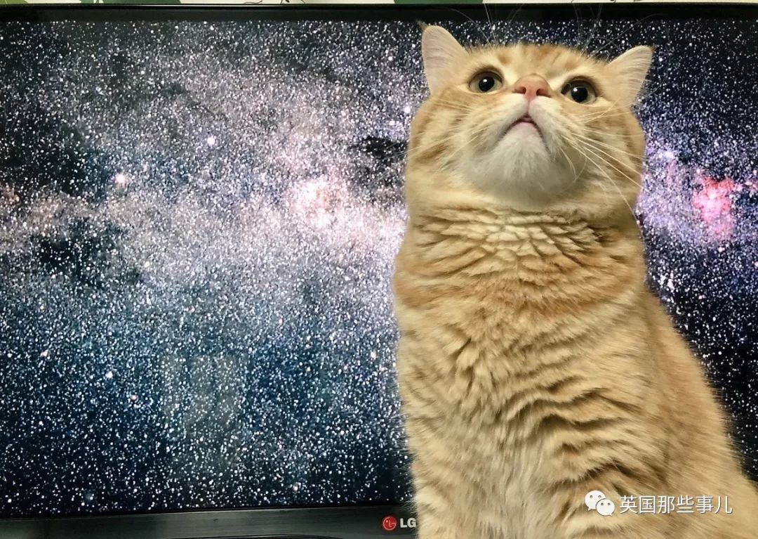 2018年在日推上“青史留名”的喵星人，引起舒适！