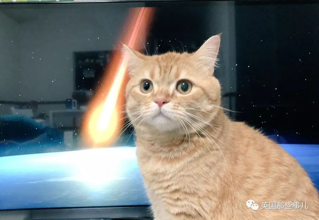 2018年在日推上“青史留名”的喵星人，引起舒适！