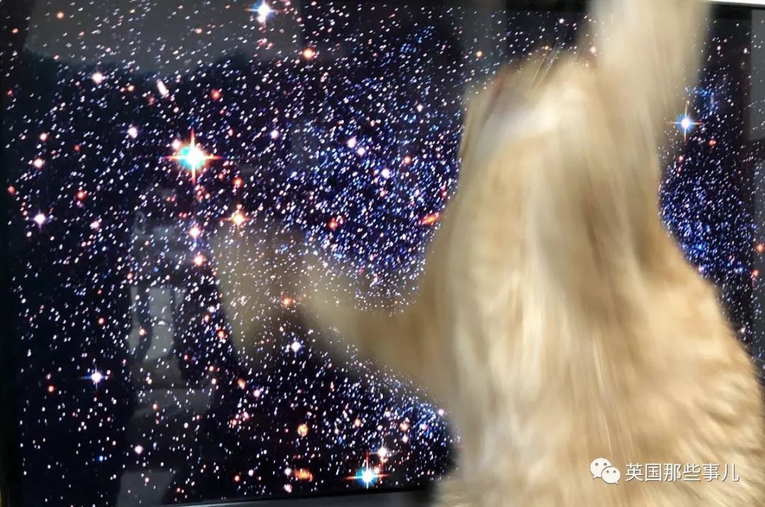 2018年在日推上“青史留名”的喵星人，引起舒适！