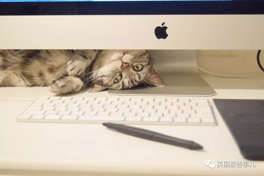 2018年在日推上“青史留名”的喵星人，引起舒适！