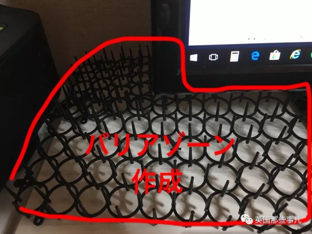 2018年在日推上“青史留名”的喵星人，引起舒适！