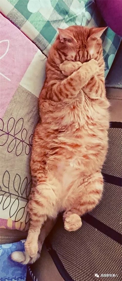 2018年在日推上“青史留名”的喵星人，引起舒适！