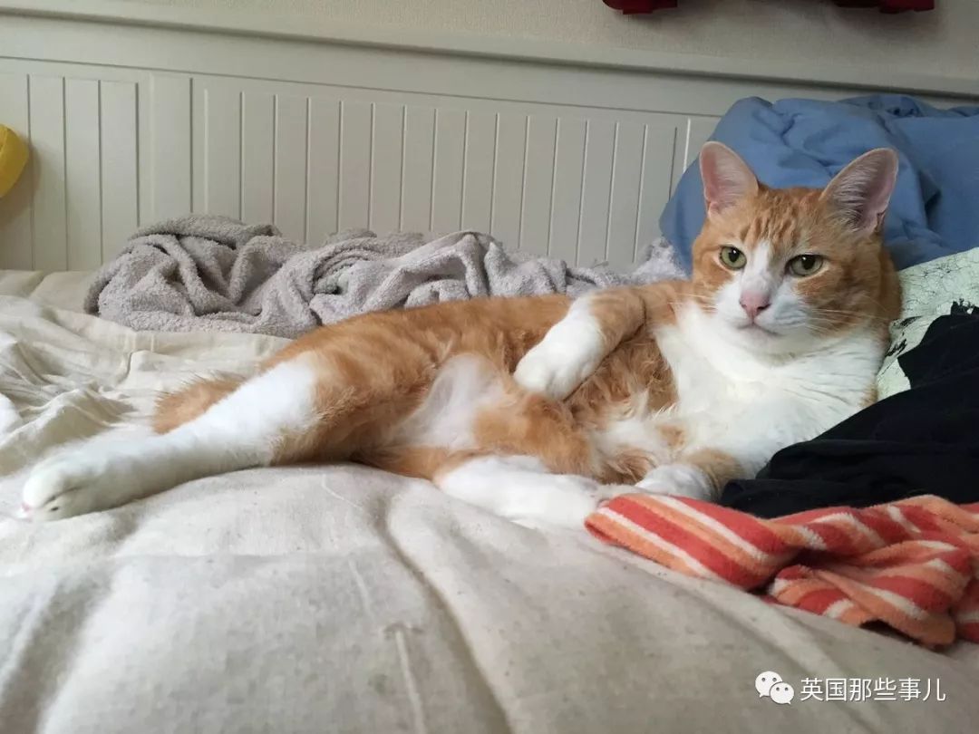 2018年在日推上“青史留名”的喵星人，引起舒适！