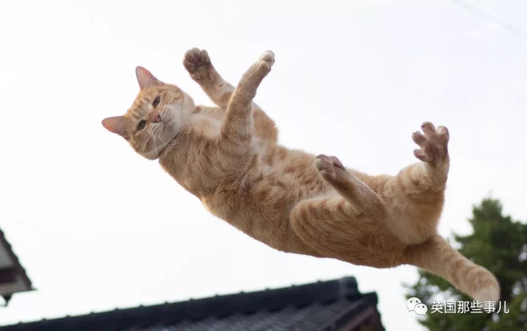 2018年在日推上“青史留名”的喵星人，引起舒适！