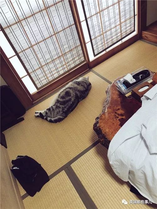 2018年在日推上“青史留名”的喵星人，引起舒适！