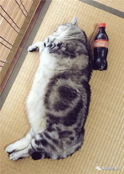 2018年在日推上“青史留名”的喵星人，引起舒适！