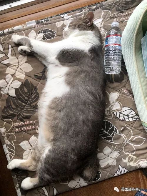 2018年在日推上“青史留名”的喵星人，引起舒适！