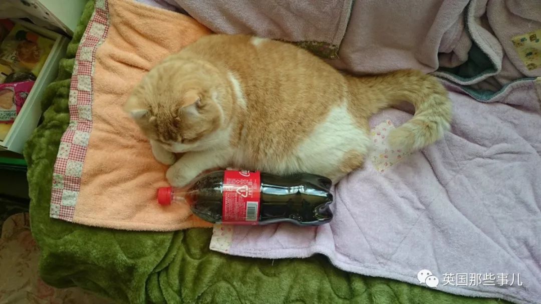 2018年在日推上“青史留名”的喵星人，引起舒适！