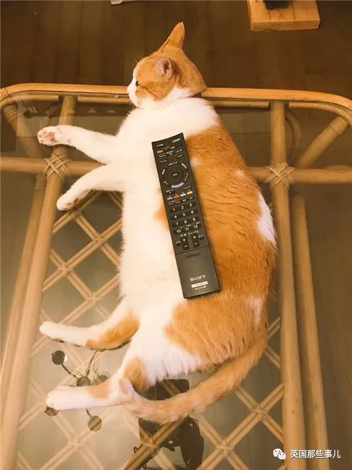 2018年在日推上“青史留名”的喵星人，引起舒适！